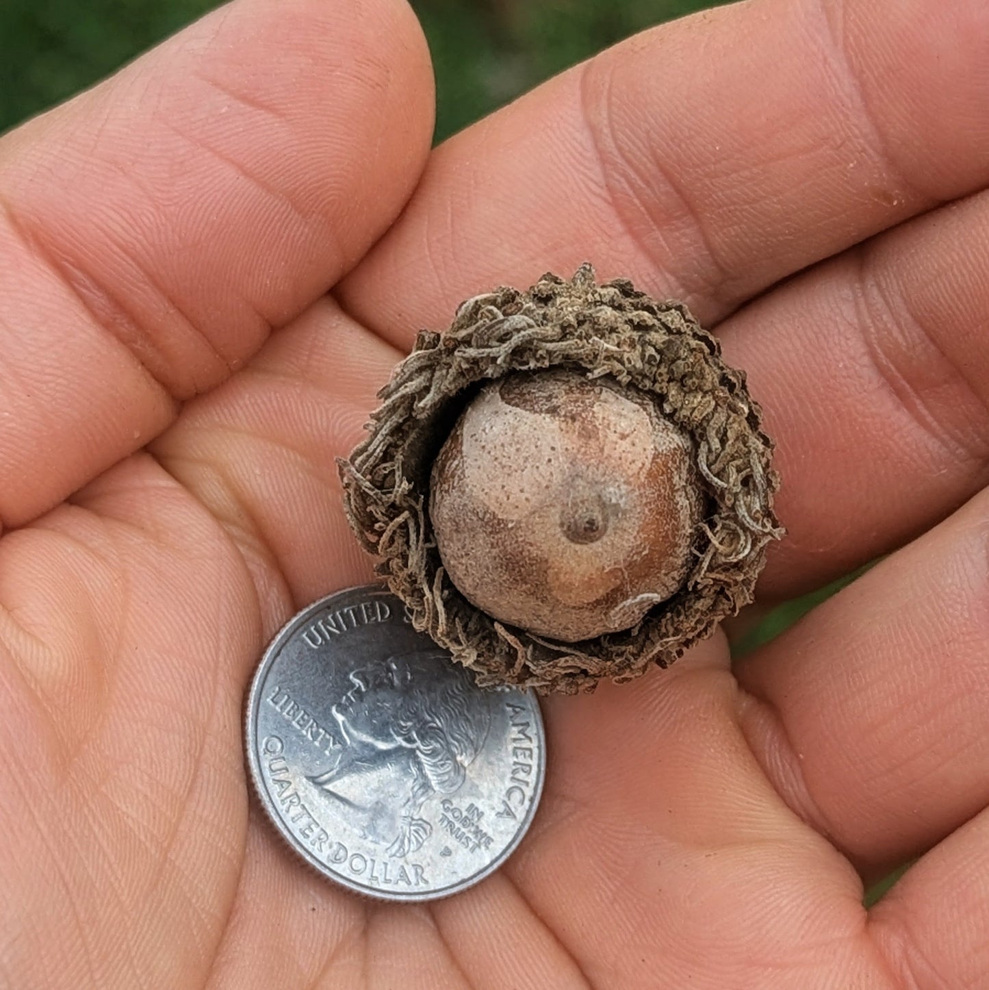Bur Oak