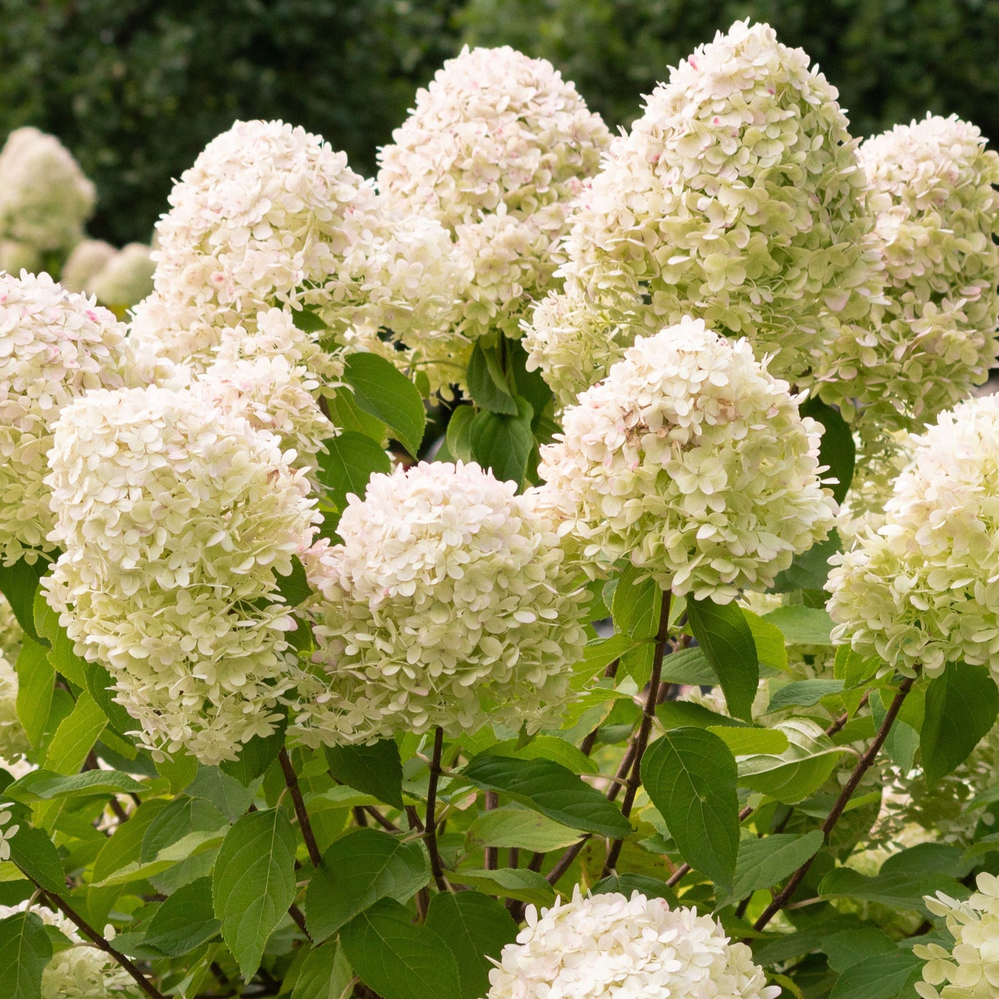 Tardiva Hydrangea (bundle of 5)