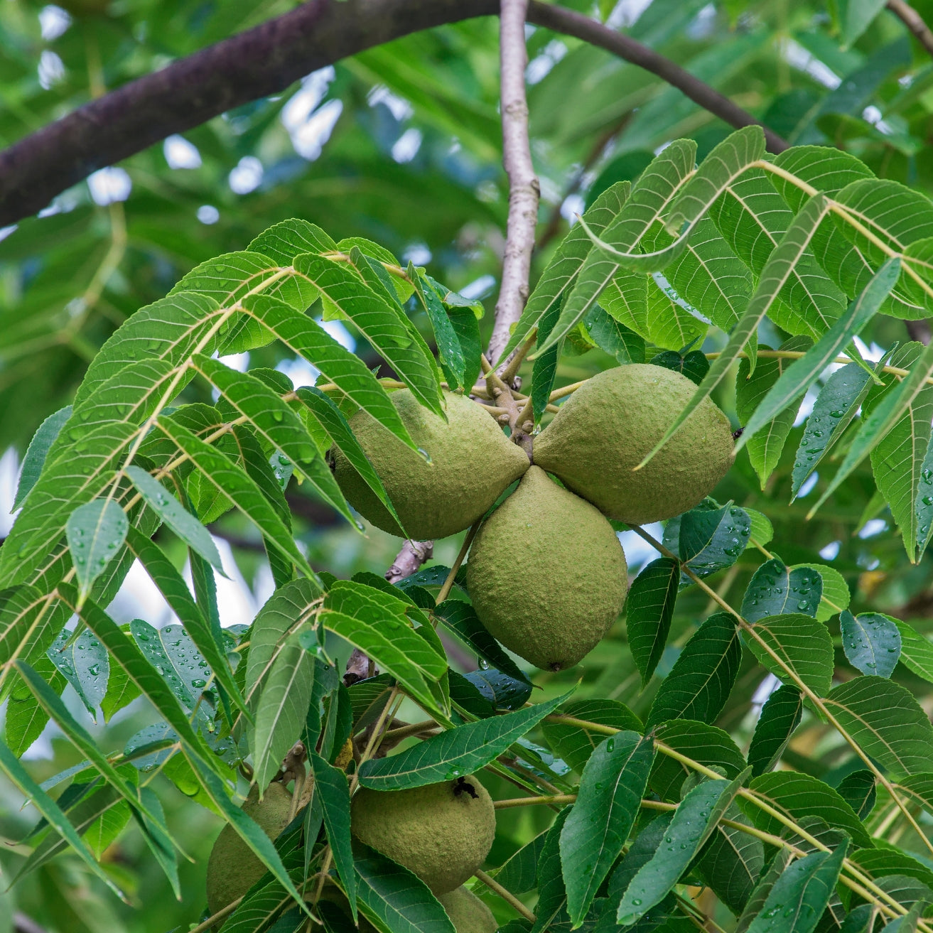 Butterhearts (Buartnut)