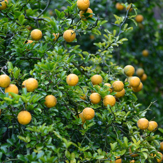 Trifoliate Orange (Hardy Orange, Flying Dragon)