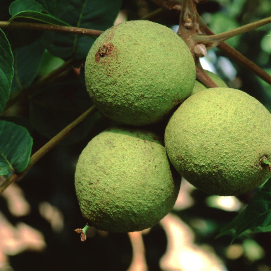 Jumbo Black Walnut