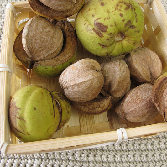 Shagbark Hickory