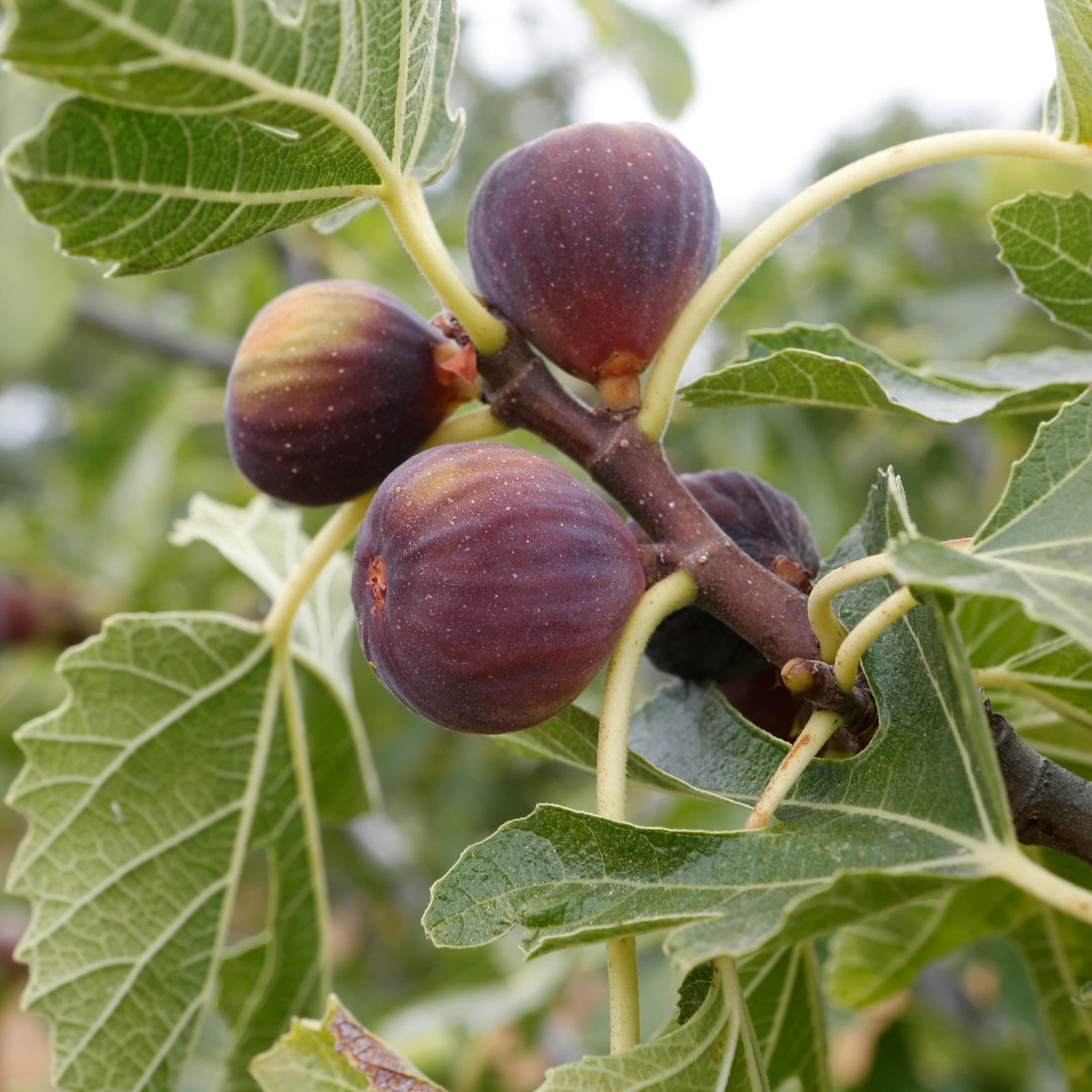 Fig
