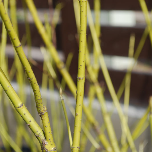 Yellow-twigged dogwood