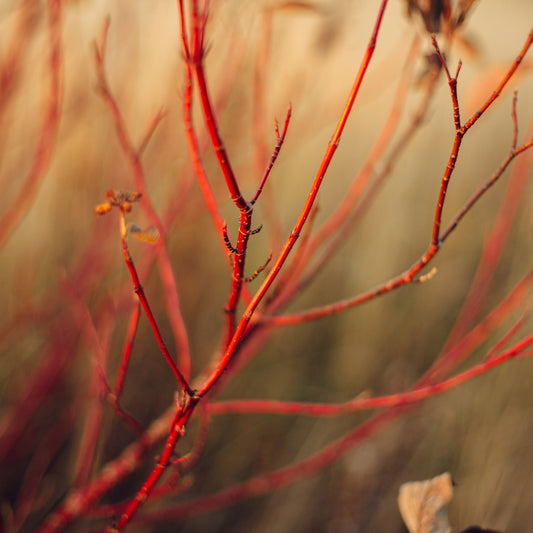 Red-Osier Dogwood (aka Red-twigged Dogwood)