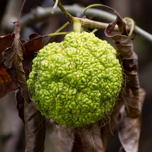 Osage Orange