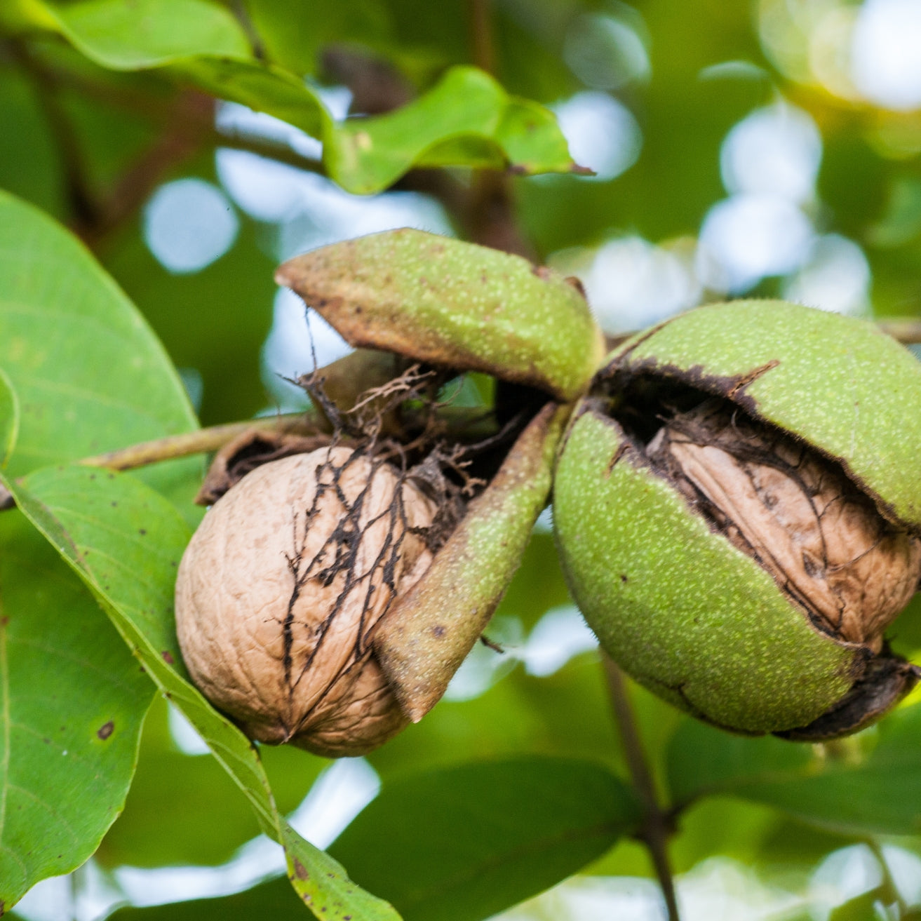 English Walnut (aka Persian Walnut)