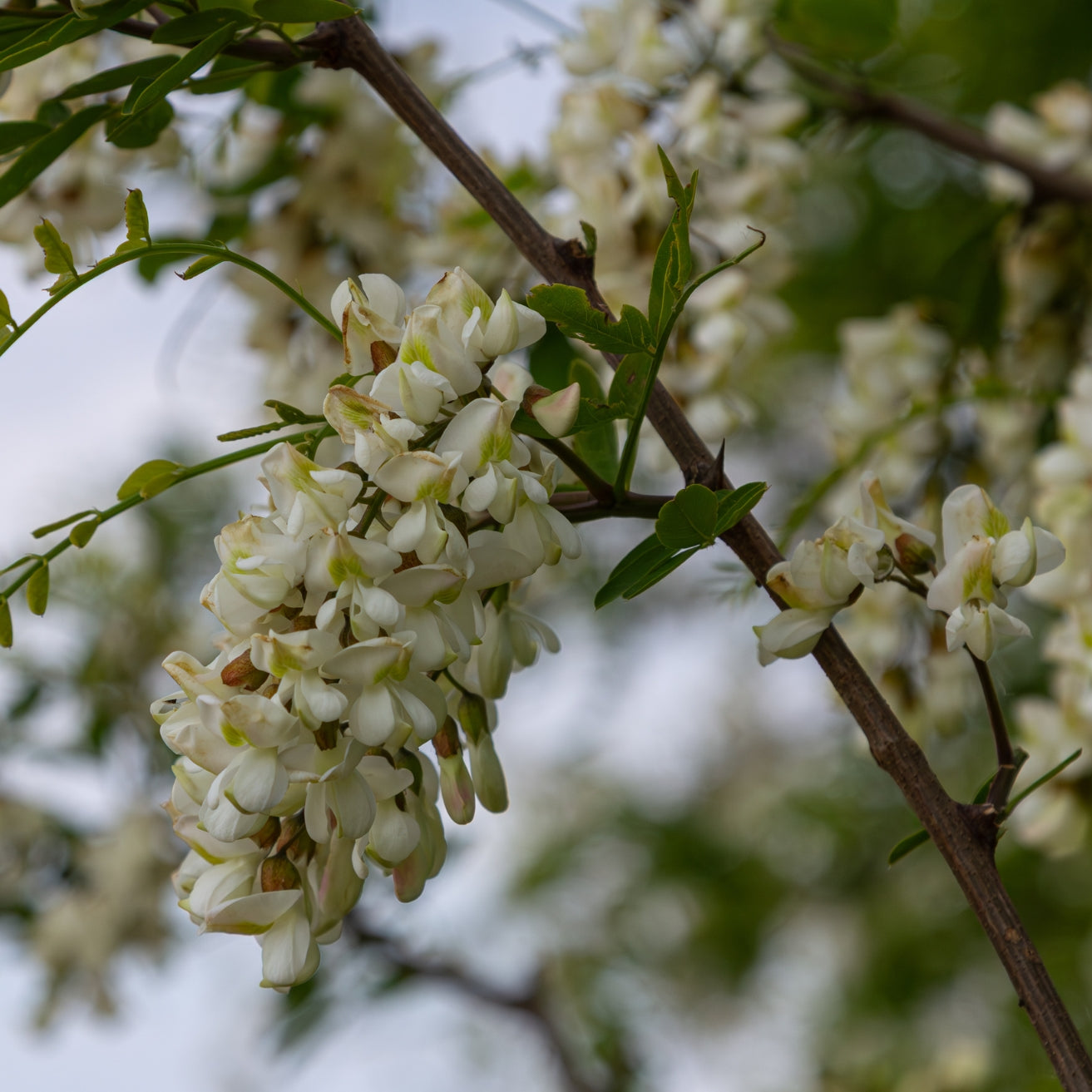 Black Locust