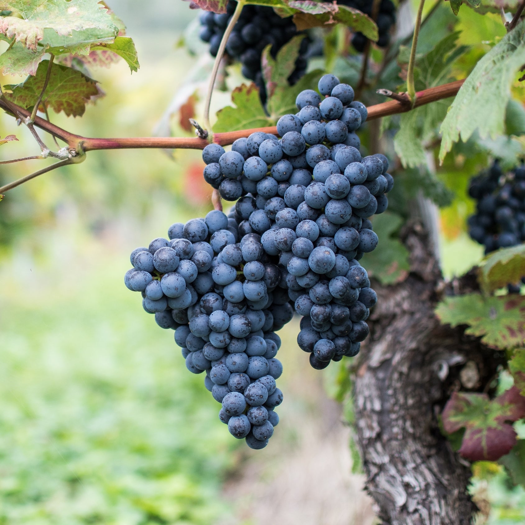 Concord Grapes – Hickory Run Homestead