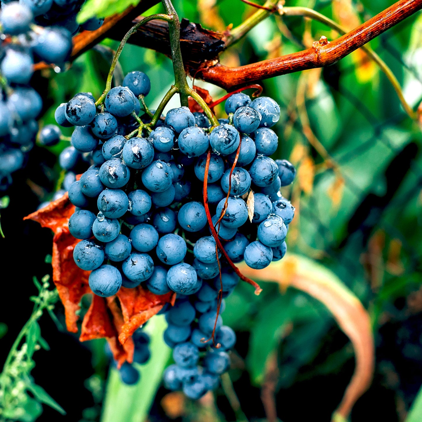 Concord Grapes