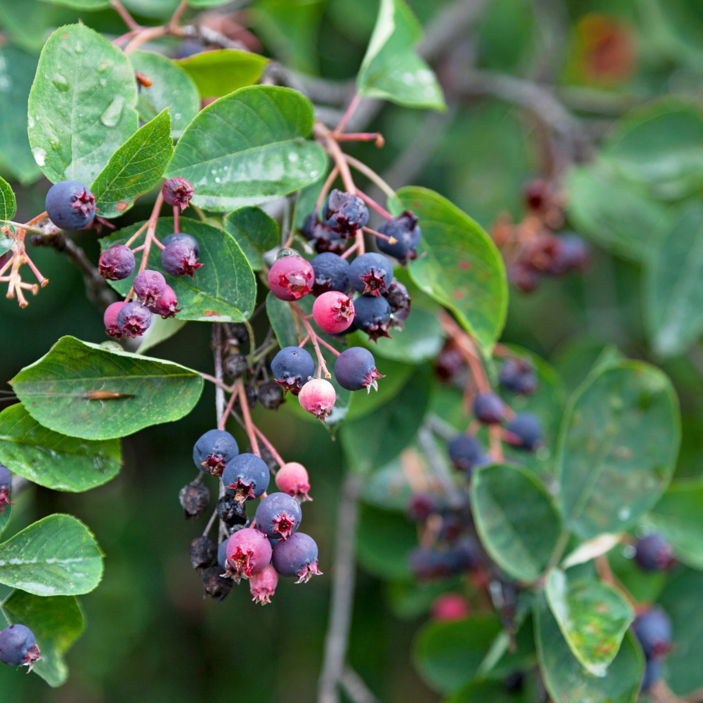 Juneberry (Saskatoon, Serviceberry)