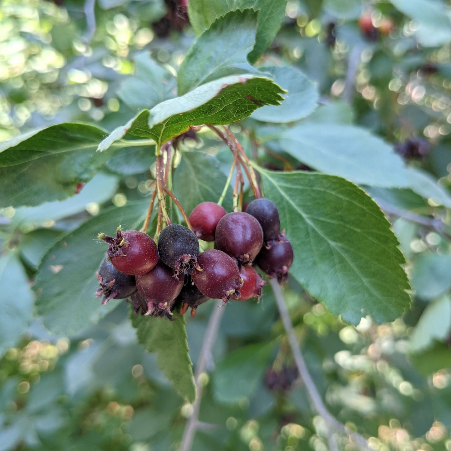 Juneberry (Saskatoon, Serviceberry)