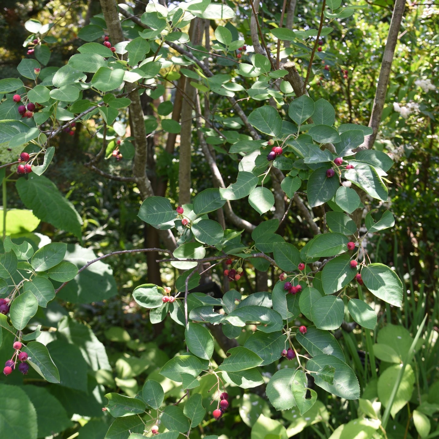 Juneberry (Saskatoon, Serviceberry)