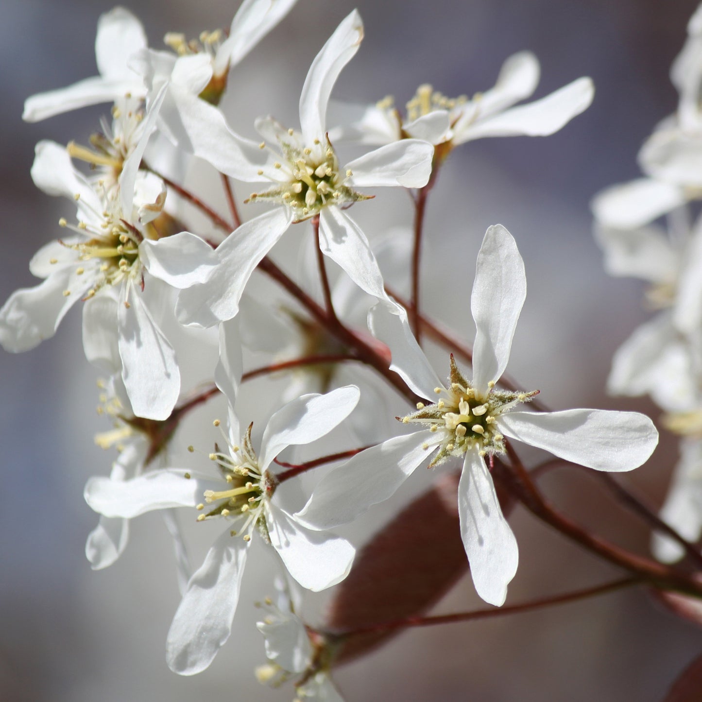 Juneberry (Saskatoon, Serviceberry)