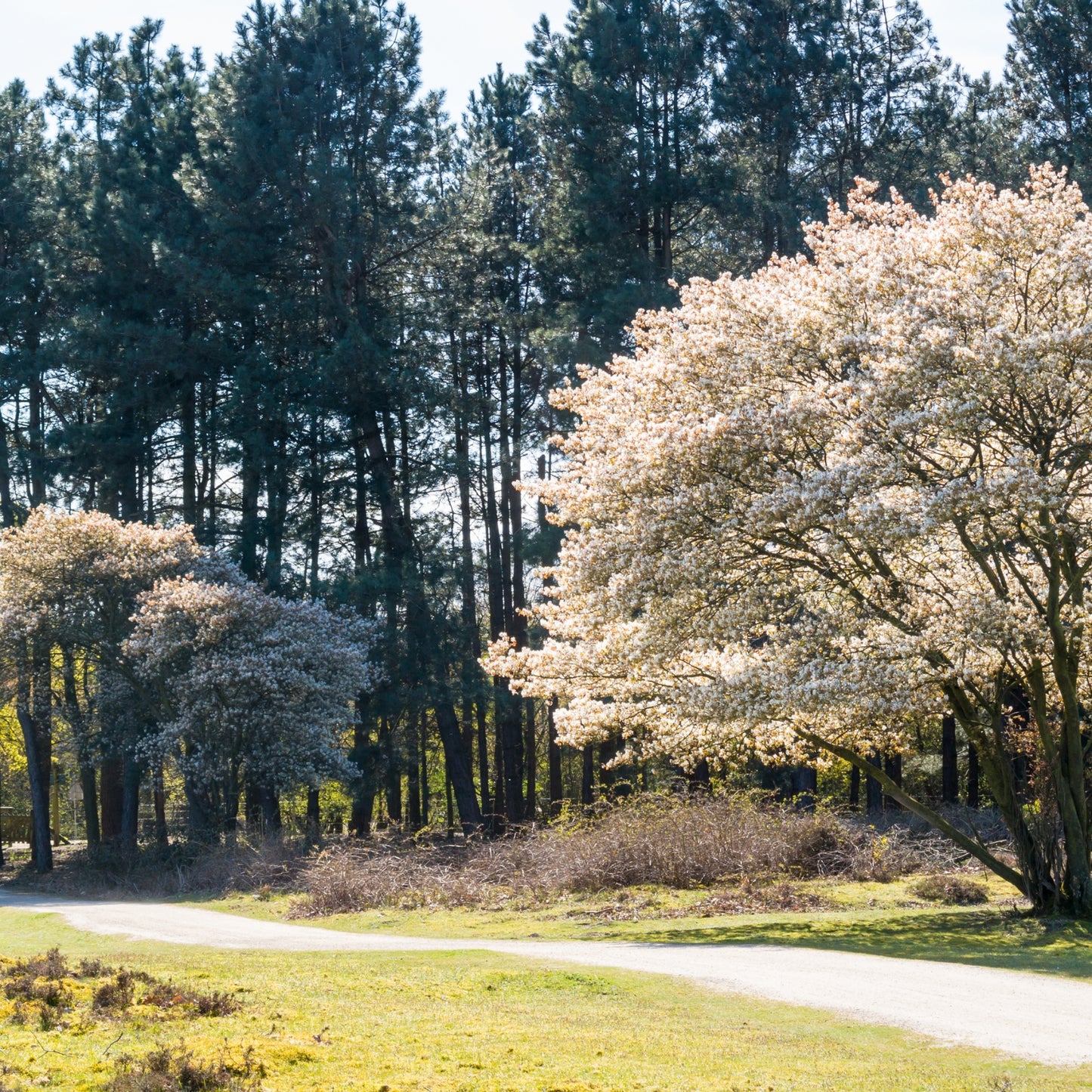 Juneberry (Saskatoon, Serviceberry)