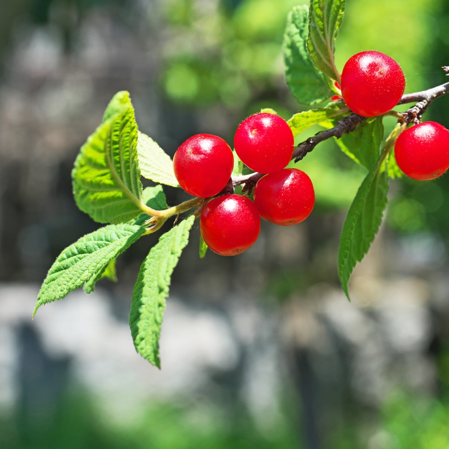 Bush Cherry