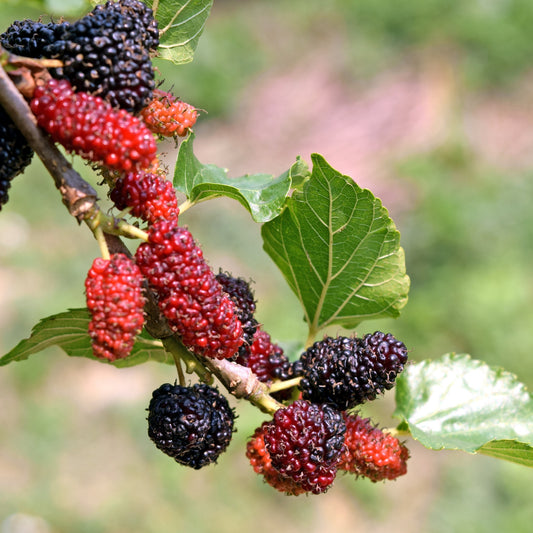 Mulberry