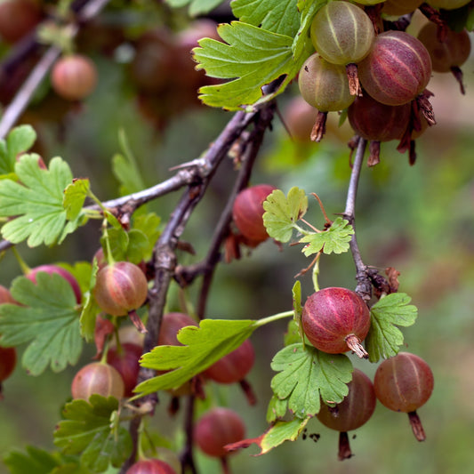 Gooseberry