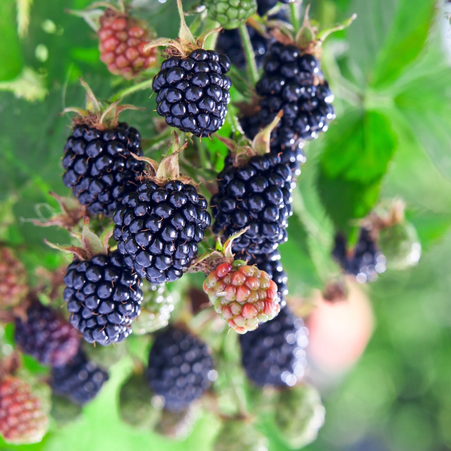 Thornless Blackberry