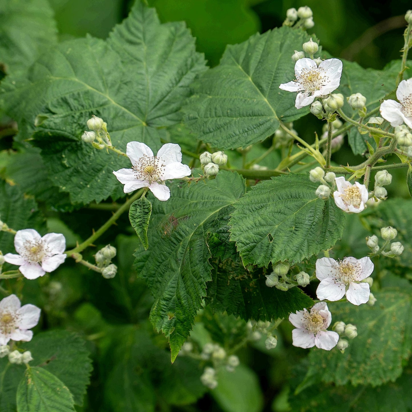 Thornless Blackberry