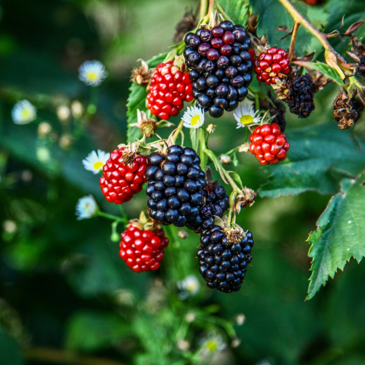 Thornless Blackberry