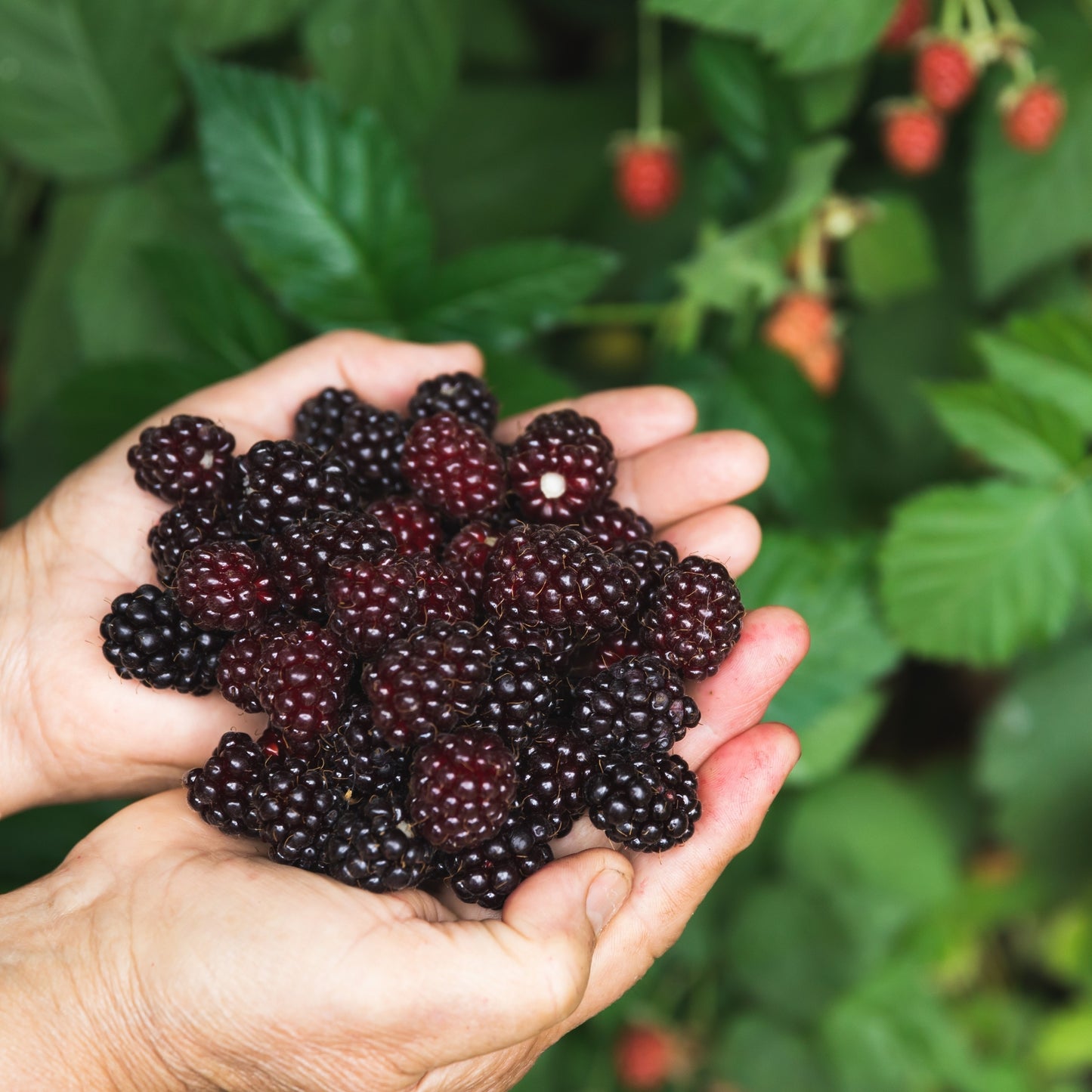 Thornless Blackberry