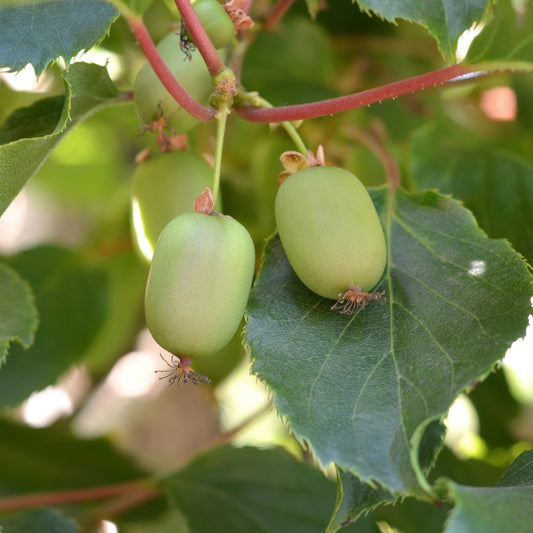 Hardy Kiwiberry
