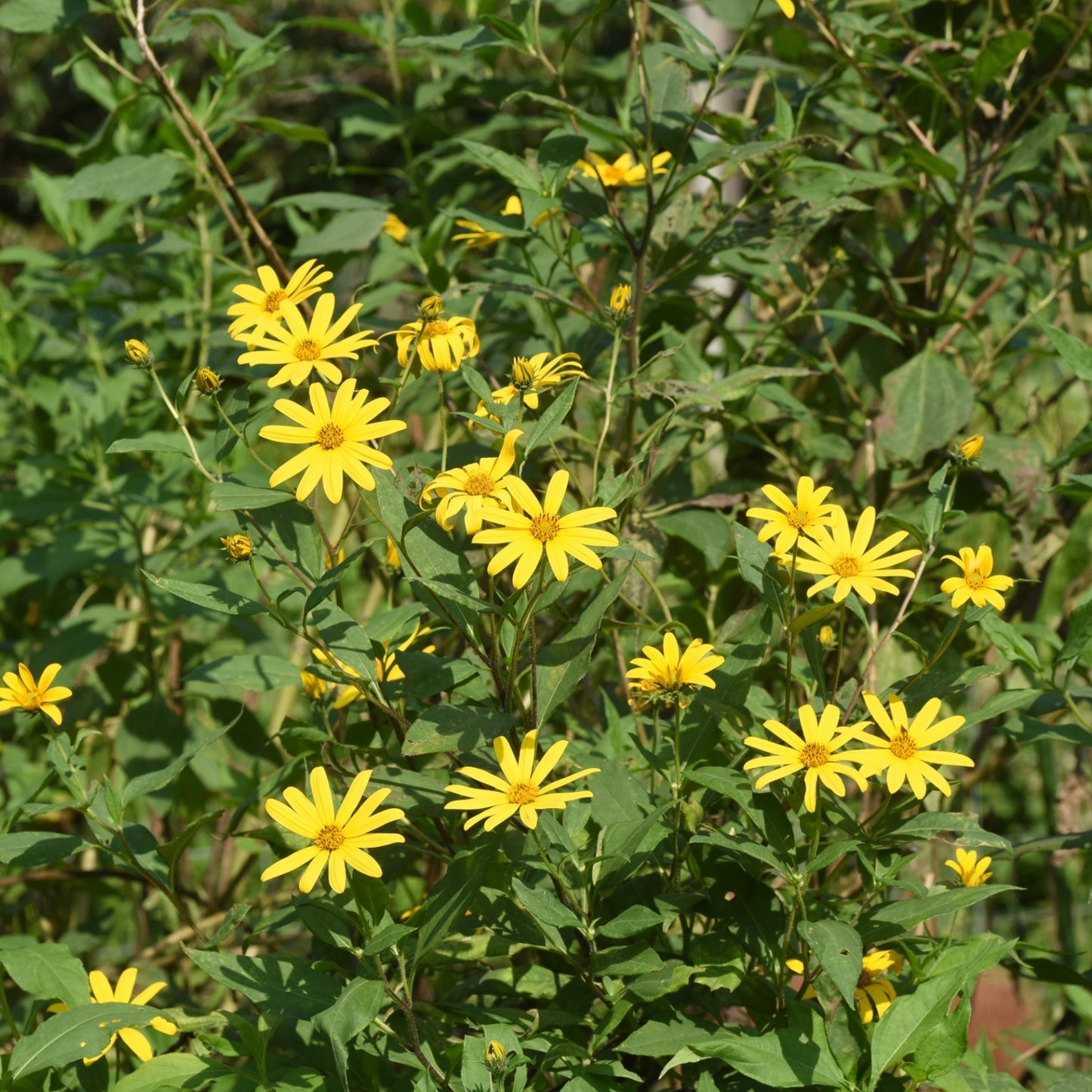 Sunchokes (Jerusalem Artichokes)