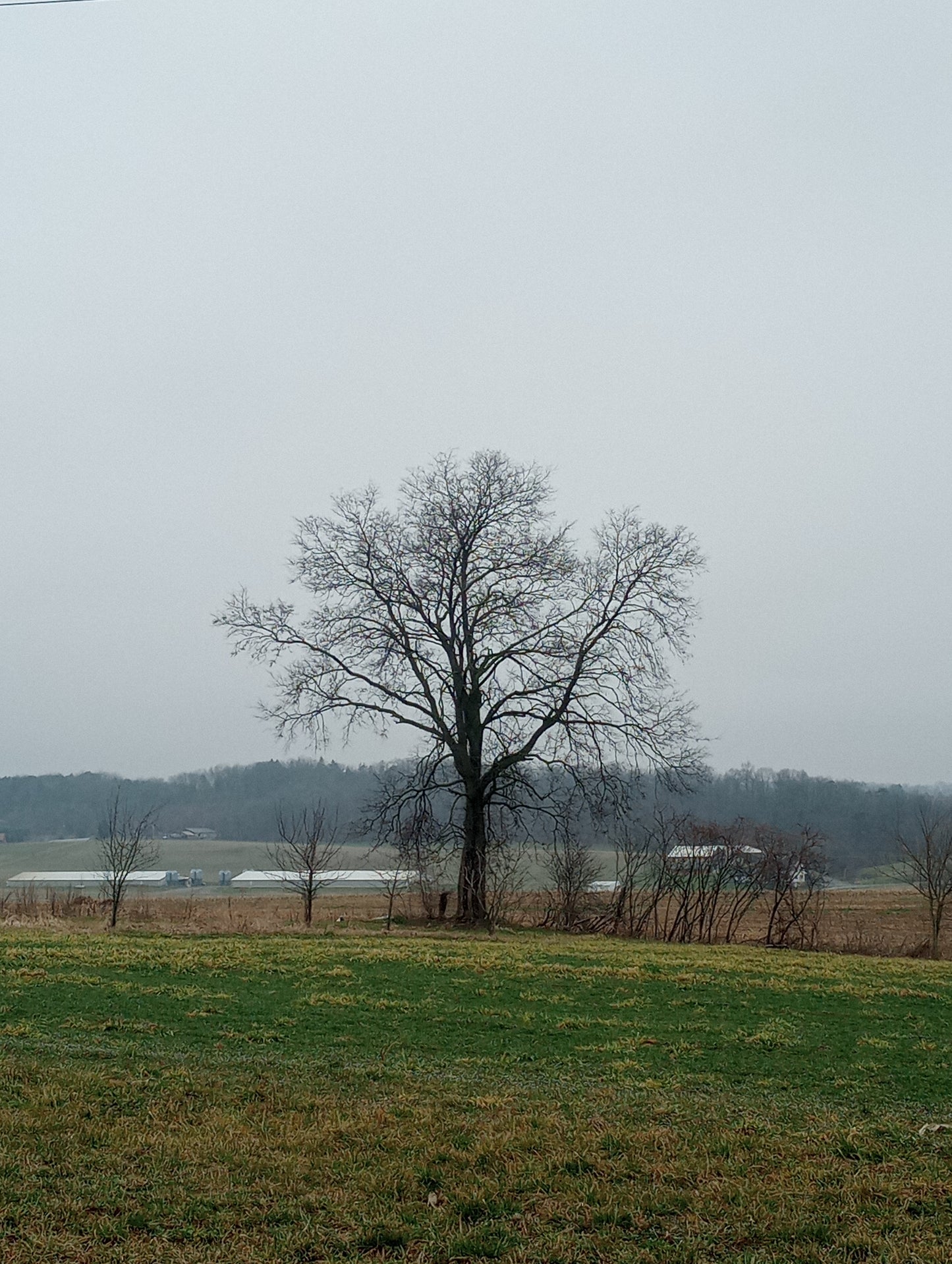 Hackberry