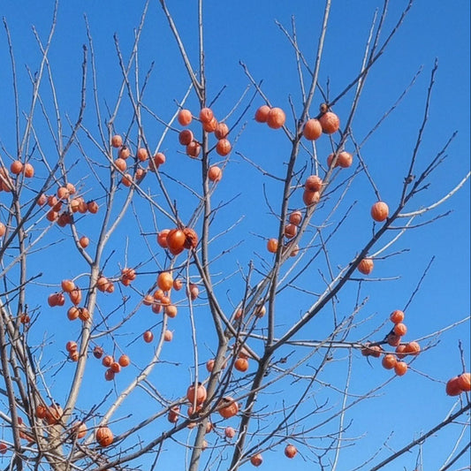 American Persimmon