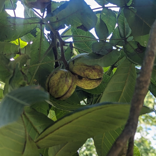 Oilnut (Yellow Bud Hickory, Bitternut)