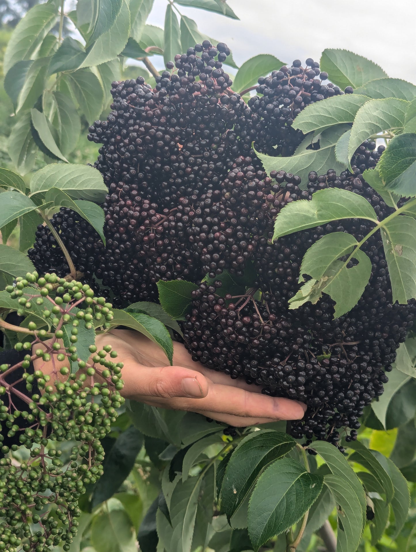 Elderberry (bundle of 3)