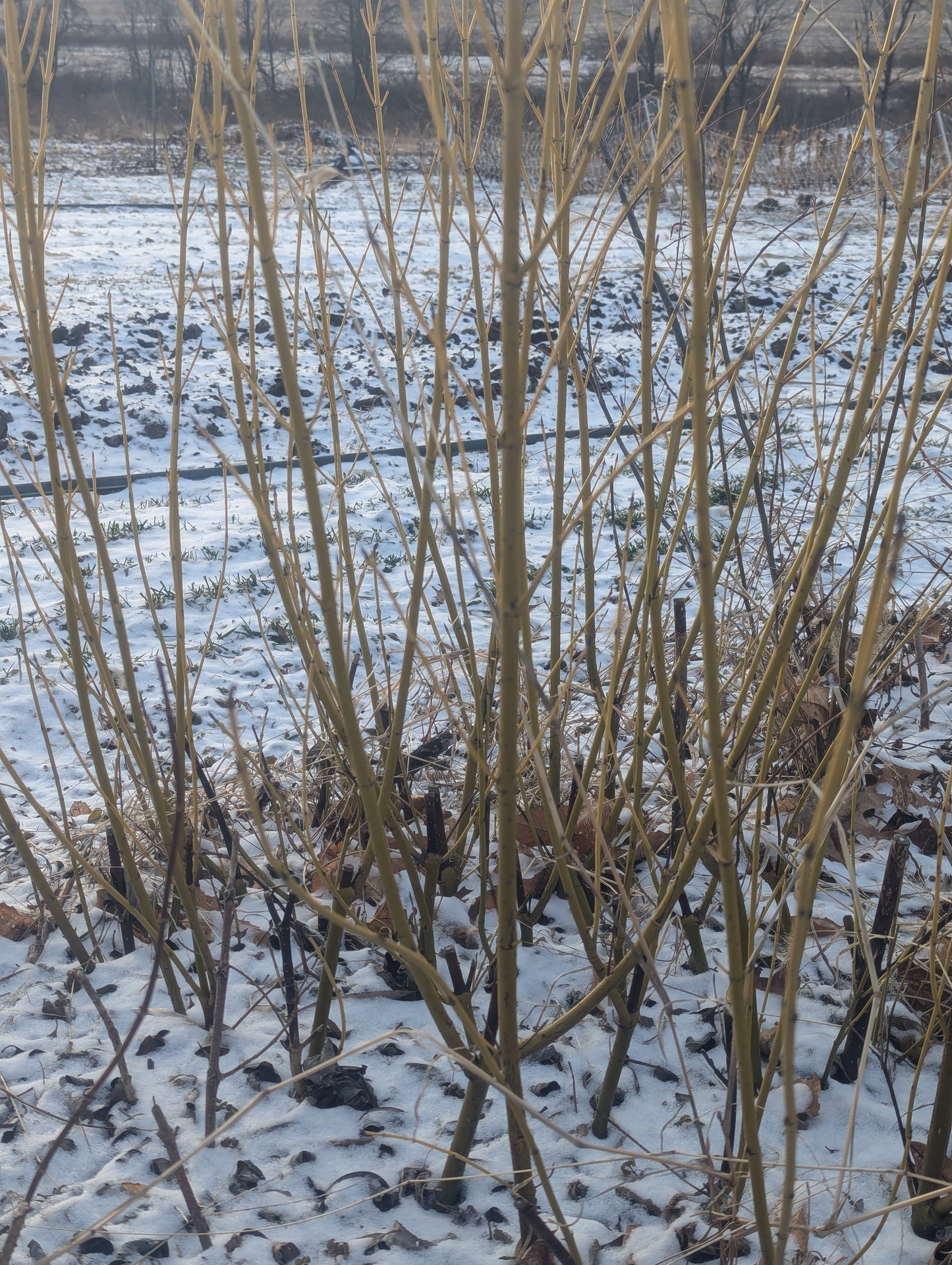 Yellow-twigged dogwood