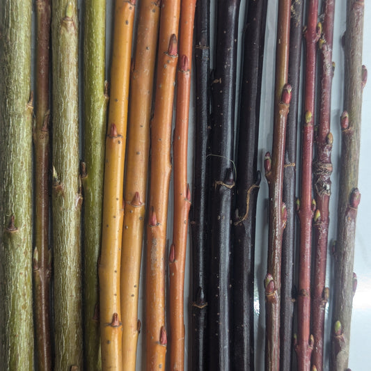 Willow (bundle of 5)