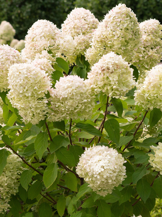 Tardiva Hydrangea (bundle of 3)