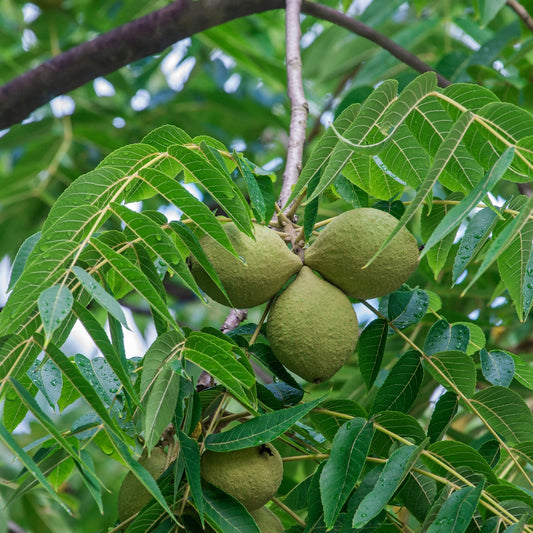 Butterhearts (Buartnut)