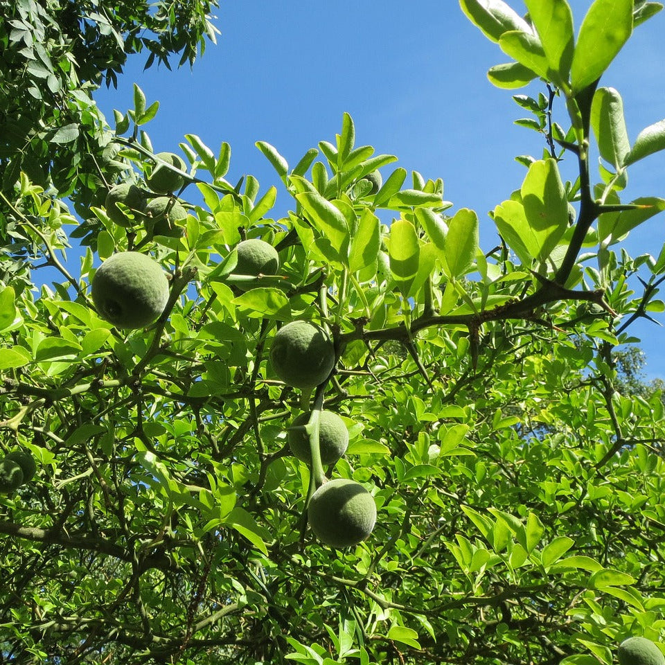 Trifoliate Orange (Hardy Orange, Flying Dragon)