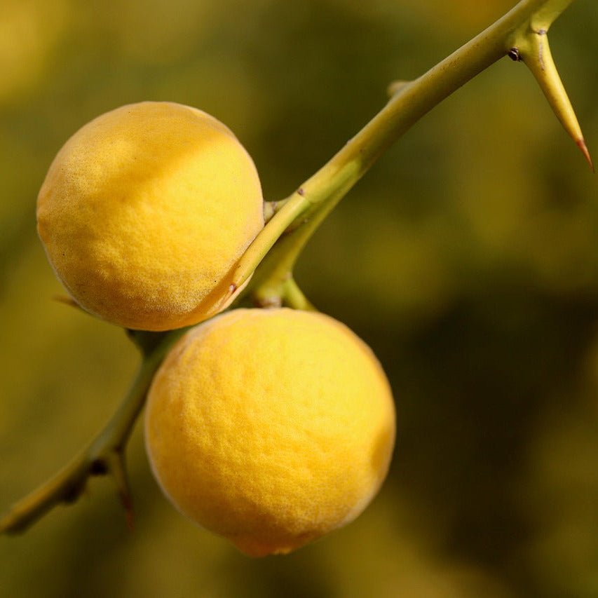 Trifoliate Orange (Hardy Orange, Flying Dragon)